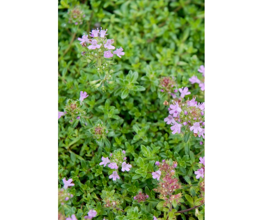 Pink Chintz Thyme